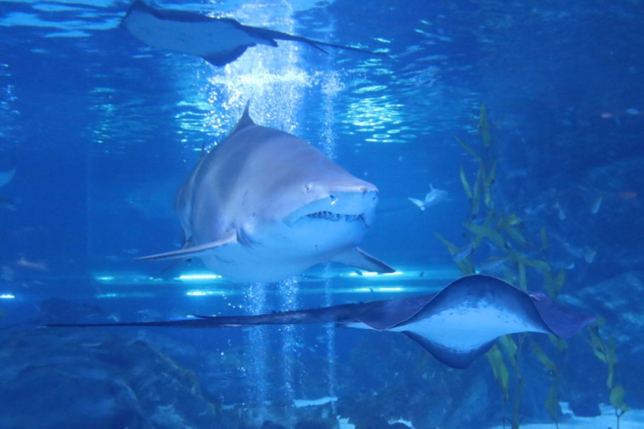 SEA LIFE COEX Aquarium Seoul Tickets - Photo 1 of 17